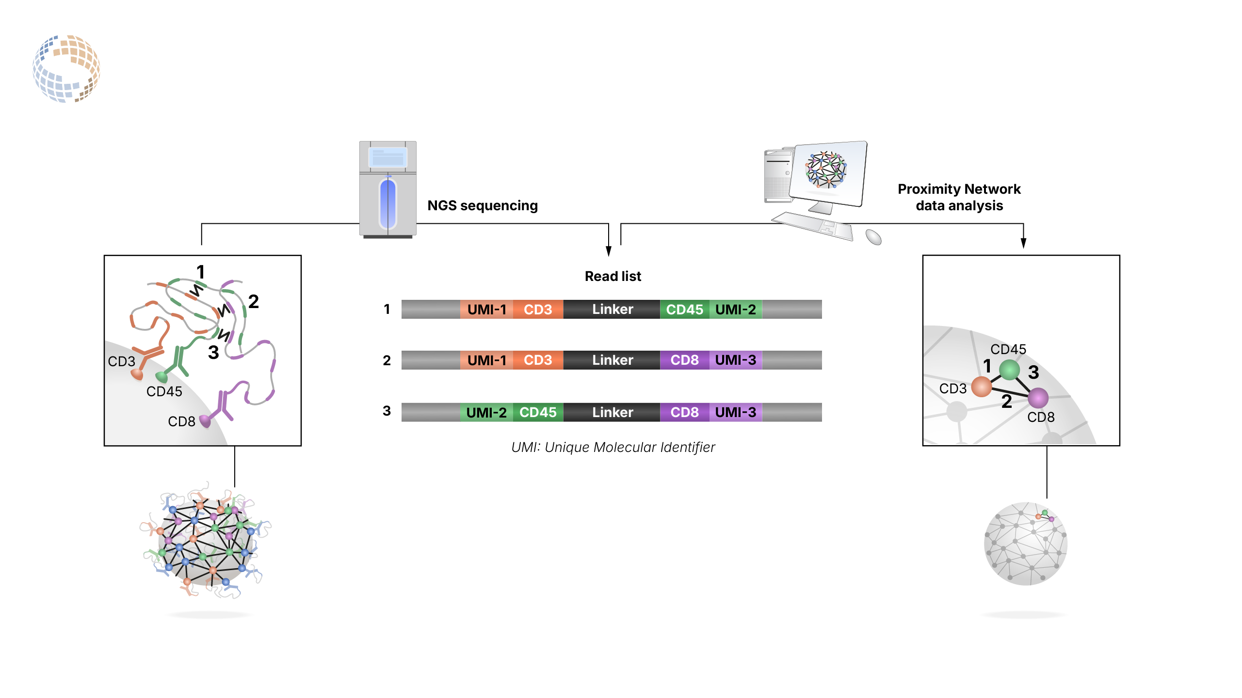 From cell to graph