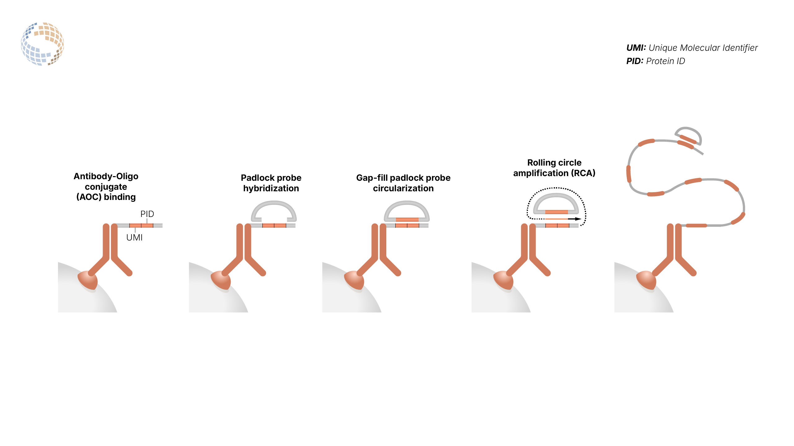 PNA RCA