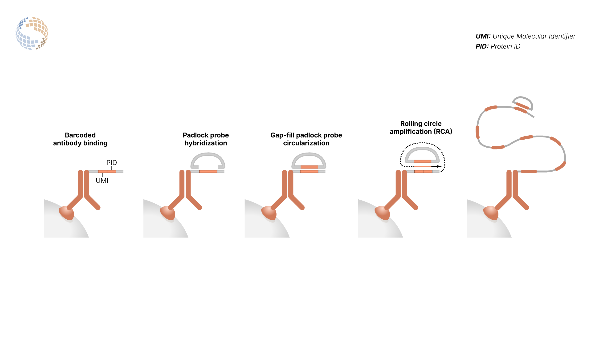 PNA RCA